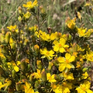 Hibbertia calycina at Coree, ACT - 13 Oct 2020 06:01 PM