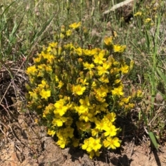 Hibbertia calycina at Coree, ACT - 13 Oct 2020 06:01 PM