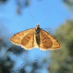 Scopula rubraria (Reddish Wave, Plantain Moth) at Aranda, ACT - 12 Oct 2020 by KMcCue