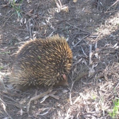 Tachyglossus aculeatus (Short-beaked Echidna) at Aranda, ACT - 15 Oct 2020 by dwise