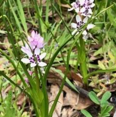 Wurmbea dioica subsp. dioica (Early Nancy) at Booth, ACT - 14 Oct 2020 by KMcCue