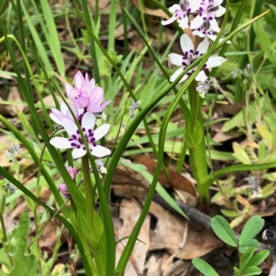 Wurmbea dioica subsp. dioica (Early Nancy) at Booth, ACT - 14 Oct 2020 by KMcCue