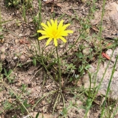 Microseris walteri (Yam Daisy, Murnong) at Booth, ACT - 14 Oct 2020 by KMcCue