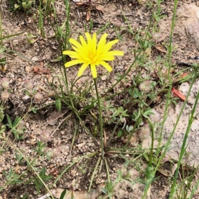 Microseris walteri (Yam Daisy, Murnong) at Booth, ACT - 14 Oct 2020 by KMcCue