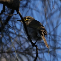 Caligavis chrysops (Yellow-faced Honeyeater) at Majura, ACT - 14 Oct 2020 by jbromilow50