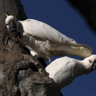 Cacatua galerita (Sulphur-crested Cockatoo) at Ainslie, ACT - 14 Oct 2020 by jb2602