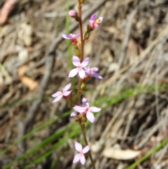 Stylidium graminifolium (Grass Triggerplant) at Downer, ACT - 10 Oct 2020 by MatthewFrawley