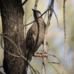 Anthochaera carunculata at Majura, ACT - 14 Oct 2020