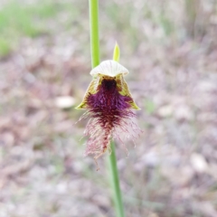 Calochilus platychilus (Purple Beard Orchid) at Point 5204 - 10 Oct 2020 by MatthewFrawley