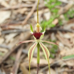 Caladenia atrovespa at Downer, ACT - suppressed