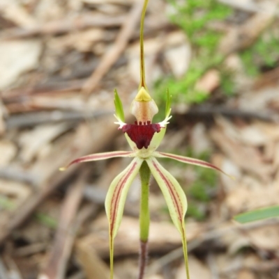 Caladenia atrovespa (Green-comb Spider Orchid) at Downer, ACT - 10 Oct 2020 by MatthewFrawley