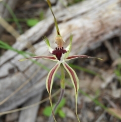 Caladenia atrovespa at Downer, ACT - suppressed