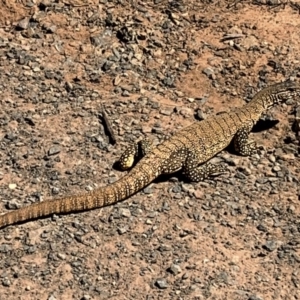 Varanus rosenbergi at Hackett, ACT - 15 Oct 2020