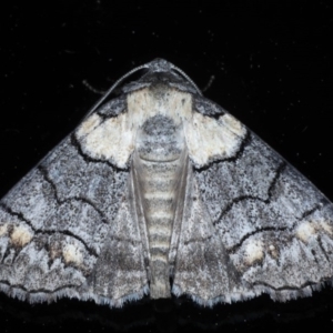 Dysbatus singularis at Ainslie, ACT - 14 Oct 2020