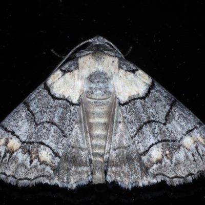 Dysbatus singularis (Dry-country Line-moth) at Ainslie, ACT - 14 Oct 2020 by jb2602