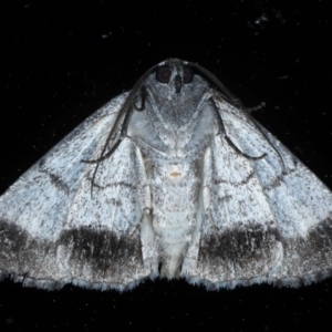 Dysbatus singularis at Ainslie, ACT - 14 Oct 2020