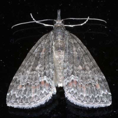 Microdes squamulata (Dark-grey Carpet) at Ainslie, ACT - 14 Oct 2020 by jbromilow50