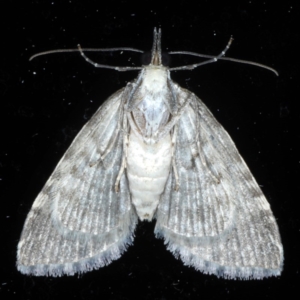 Microdes squamulata at Ainslie, ACT - 14 Oct 2020