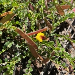 Bossiaea buxifolia (Matted Bossiaea) at Hughes, ACT - 15 Oct 2020 by KL