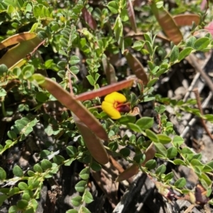 Bossiaea buxifolia at Hughes, ACT - 15 Oct 2020