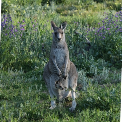 Macropus giganteus (Eastern Grey Kangaroo) at Ainslie, ACT - 14 Oct 2020 by jb2602