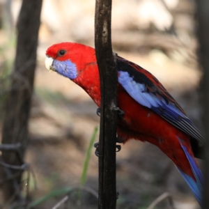 Platycercus elegans at Majura, ACT - 14 Oct 2020