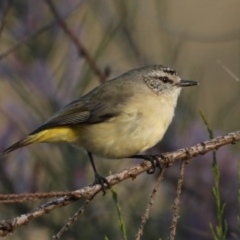 Acanthiza chrysorrhoa (Yellow-rumped Thornbill) at Hackett, ACT - 14 Oct 2020 by jb2602