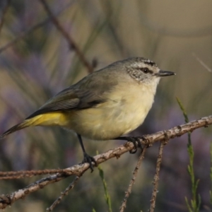 Acanthiza chrysorrhoa at Hackett, ACT - 14 Oct 2020