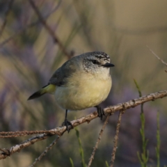 Acanthiza chrysorrhoa at Hackett, ACT - 14 Oct 2020