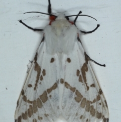 Ardices canescens (Dark-spotted Tiger Moth) at Ainslie, ACT - 14 Oct 2020 by jb2602