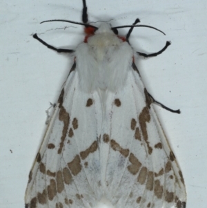 Ardices canescens at Ainslie, ACT - 14 Oct 2020 09:59 PM