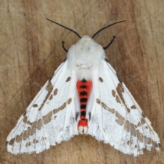 Ardices canescens at Ainslie, ACT - 14 Oct 2020 09:59 PM