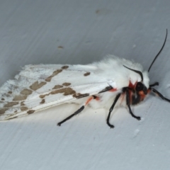 Ardices canescens at Ainslie, ACT - 14 Oct 2020 09:59 PM