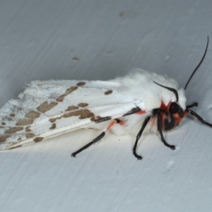 Ardices canescens at Ainslie, ACT - 14 Oct 2020 09:59 PM