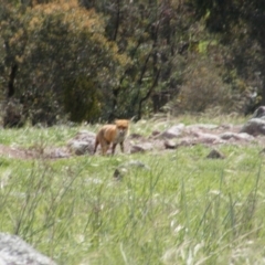 Vulpes vulpes (Red Fox) at Gilmore, ACT - 11 Oct 2020 by MichaelMulvaney