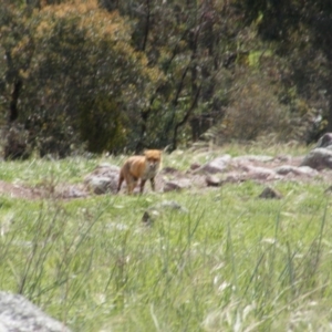 Vulpes vulpes at Gilmore, ACT - 12 Oct 2020