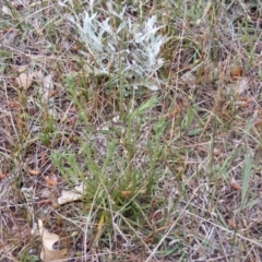 Rutidosis leptorhynchoides (Button Wrinklewort) at Queanbeyan West, NSW - 13 Oct 2020 by MichaelMulvaney