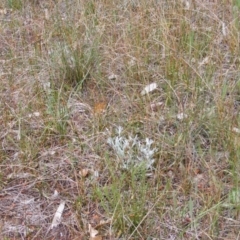 Rutidosis leptorhynchoides at Queanbeyan West, NSW - 14 Oct 2020