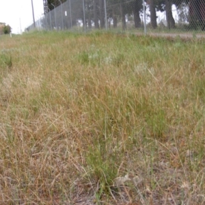 Rutidosis leptorhynchoides at Queanbeyan West, NSW - 14 Oct 2020