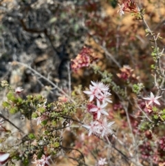 Calytrix tetragona (Common Fringe-myrtle) at Hughes, ACT - 15 Oct 2020 by KL