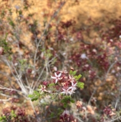 Calytrix tetragona at Hughes, ACT - 15 Oct 2020 12:53 PM