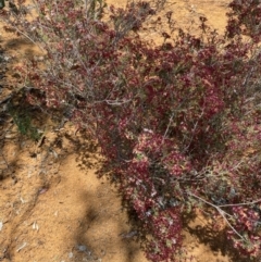 Calytrix tetragona at Hughes, ACT - 15 Oct 2020