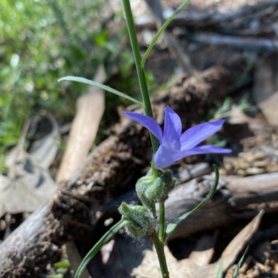 Wahlenbergia capillaris (Tufted Bluebell) at Hughes, ACT - 15 Oct 2020 by KL