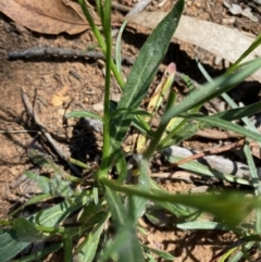 Wahlenbergia capillaris at Hughes, ACT - 15 Oct 2020