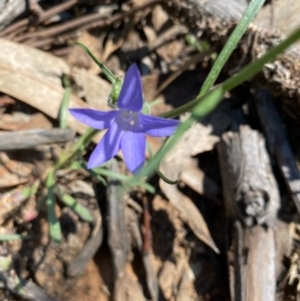 Wahlenbergia capillaris at Hughes, ACT - 15 Oct 2020