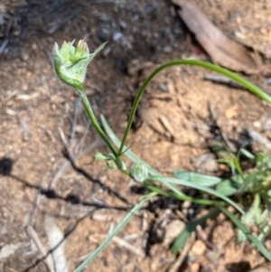 Wahlenbergia capillaris at Hughes, ACT - 15 Oct 2020