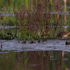 Gallinago hardwickii (Latham's Snipe) at Fyshwick, ACT - 15 Oct 2020 by regeraghty