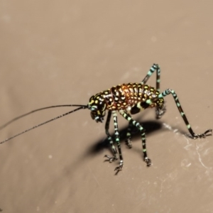 Acripeza reticulata at Acton, ACT - 14 Oct 2020