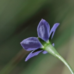 Wahlenbergia multicaulis at O'Connor, ACT - 15 Oct 2020