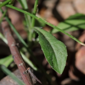 Wahlenbergia multicaulis at O'Connor, ACT - 15 Oct 2020